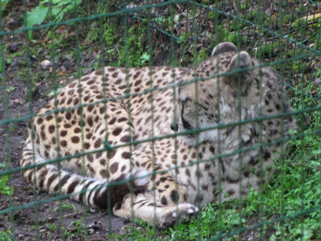ogengepard.jpg